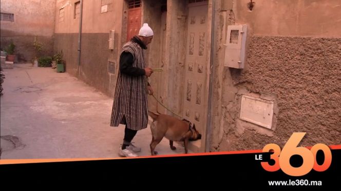 غلاف فيديو - كلاب مدربة تضع نهاية للأصوات الغريبة الصادرة من منزل بآيت ملول غلاف فيديو - كلاب مدربة تضع نهاية للأصوات الغريبة الصادرة من منزل بآيت ملول