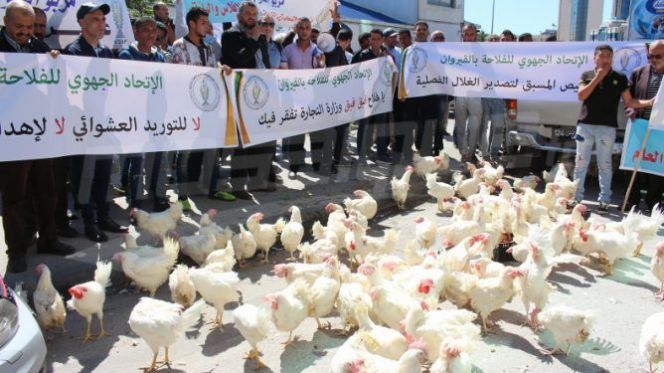 وقفة الدجاج بتونس وقفة الدجاج بتونس
