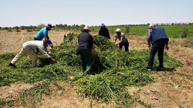إتلاف حقول النعناع إتلاف حقول النعناع