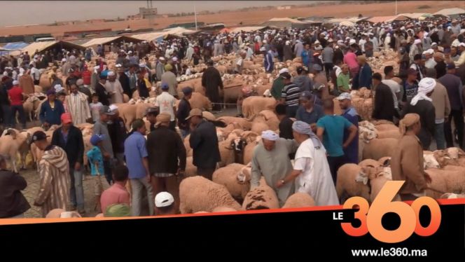 سوق بني مطهر للأغنام سوق بني مطهر للأغنام