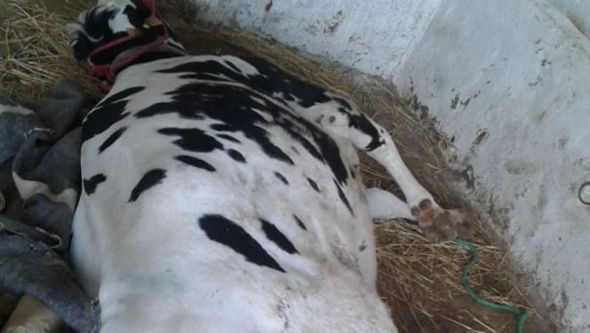 أنواع البقر ابقار الحليب مزارع