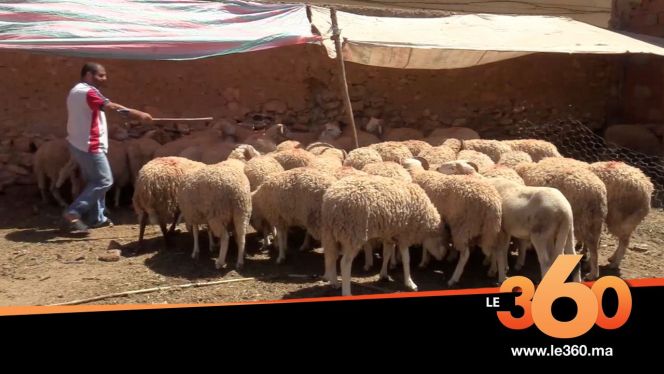 Cover_Vidéo: تعرفوا على تقاليد الوجديين في إحياء عيد الأضحى Cover_Vidéo: تعرفوا على تقاليد الوجديين في إحياء عيد الأضحى