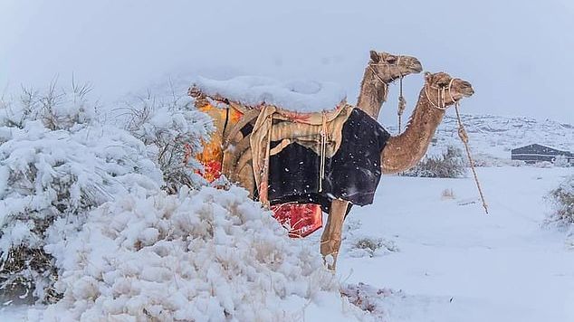 الثلوج تغطي الكتبان الرملية في الصحراء السعودية الثلوج تغطي الكتبان الرملية في الصحراء السعودية