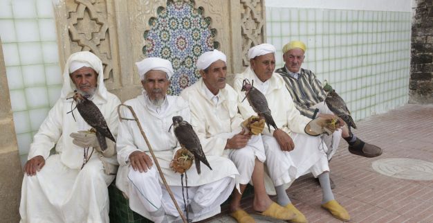 بالصور مولاي عبد الله أمغار موسم بين الصقور والخيول Www Le360 Ma