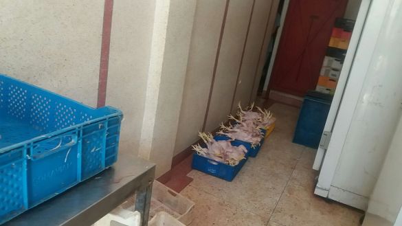 دجاج فاسد بطنجة 2 دجاج فاسد بطنجة 2