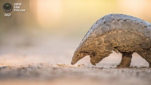 حيوان البنغول حيوان البنغول