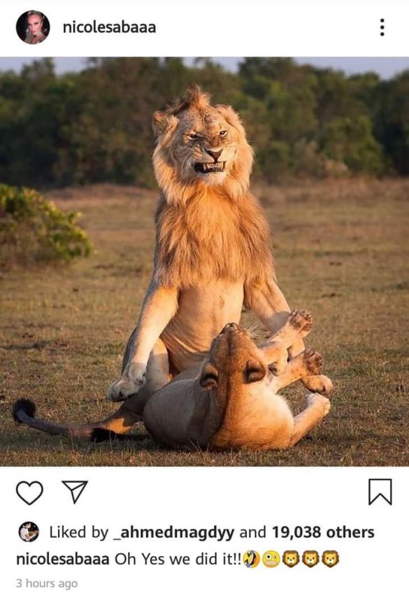 نيكول سابا نيكول سابا