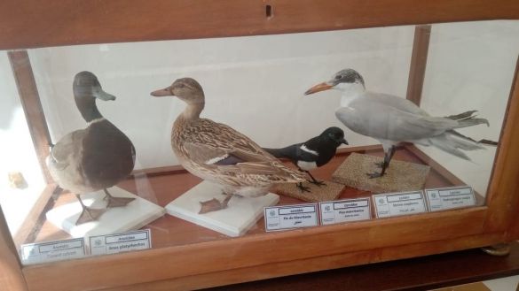 مهرجان العلوم