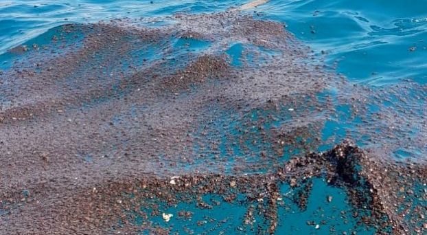 بالصور نفايات بترولية تتسبب في نفوق أسماك وتهدد شواطئ طنجة وتطوان Presshes بريسهيس