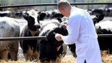 حمى قلاعية أبقار