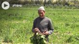 Cover Vidéo - فلاحو جهة فاس مكناس يأملون أن تنقذ الأمطار جزءا من المحاصيل