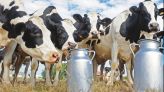 Cover Vidéo - نقص إنتاج الحليب.. الفلاحون يشتكون من ارتفاع التكاليف والجفاف