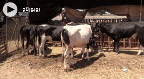 cover غلاء أضاحي العيد يدفع المواطنين لشراء الأبقار