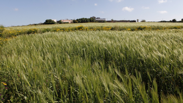 Blé - Agriculture - Champ de blé Blé - Agriculture - Champ de blé