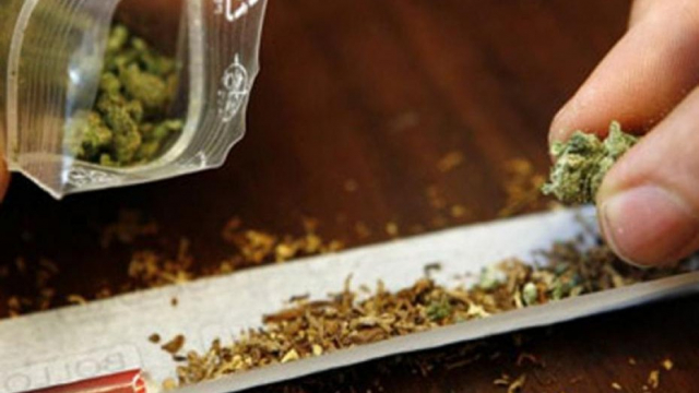 cannabis cannabis