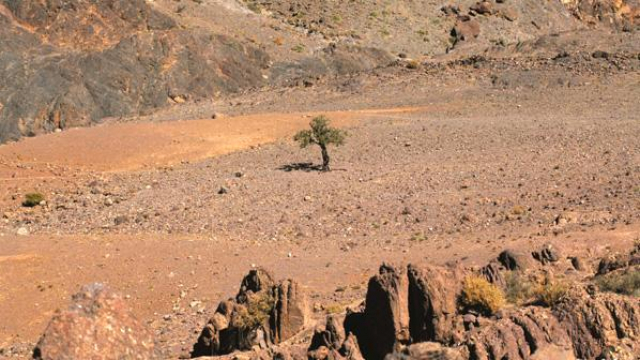 Lutte contre la désertification: Le Maroc relève le défi | le360.ma