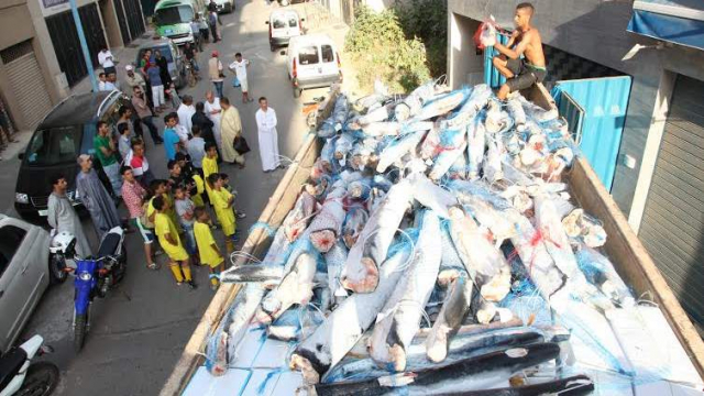 14 tonnes de poisson saisies dans un entrepôt de stockage clandestin1
