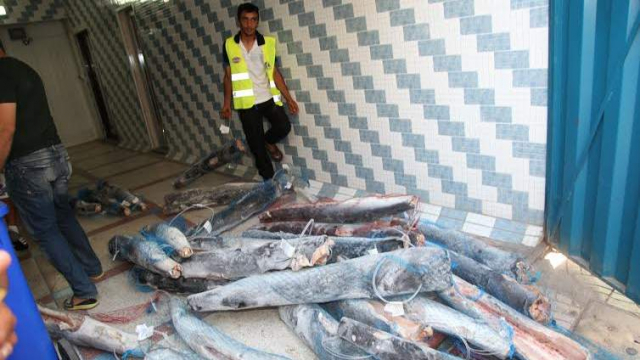 14 tonnes de poisson saisies dans un entrepôt de stockage clandestin4