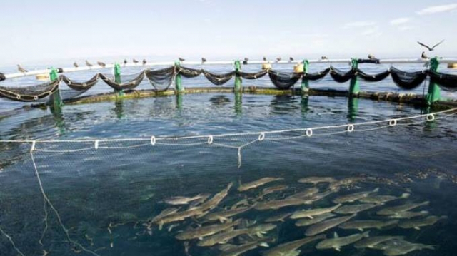 ferme aquaculture Tétouan