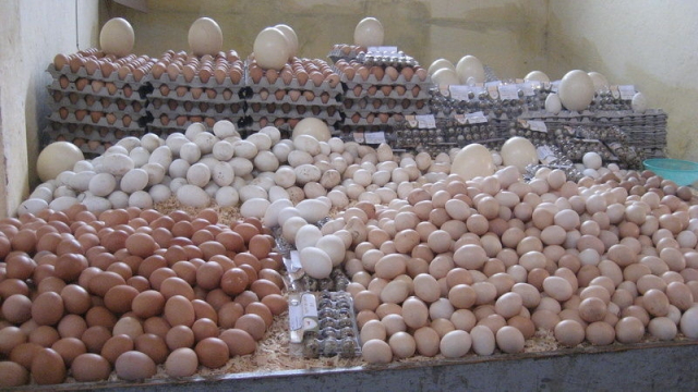 oeufs oeufs
