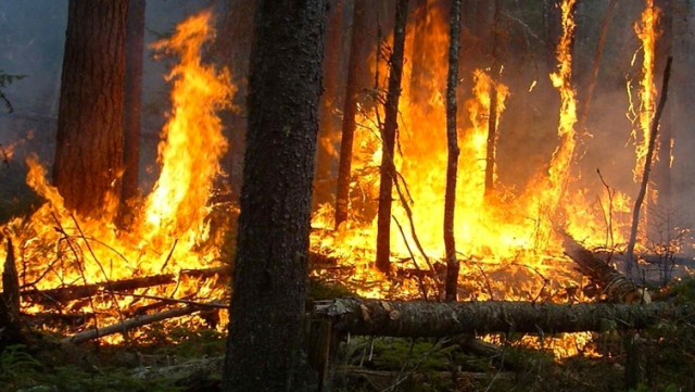 Larache: le feu ravage 40 hectares de forêt Larache: le feu ravage 40 hectares de forêt