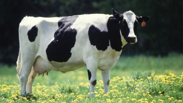 vache cover vache cover