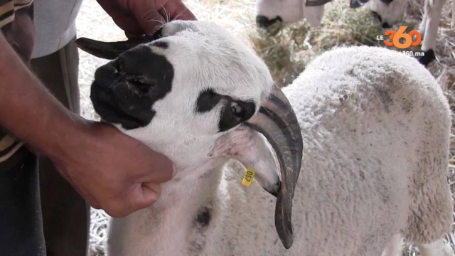 Mouton - Aïd Al Adha Mouton - Aïd Al Adha