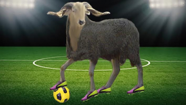 mouton mouton