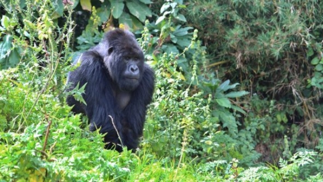 Gorille des montagnes au Rwanda