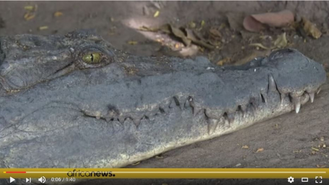 Gambie: Touchez ces crocos et vous serez riche dit-on Gambie: Touchez ces crocos et vous serez riche dit-on