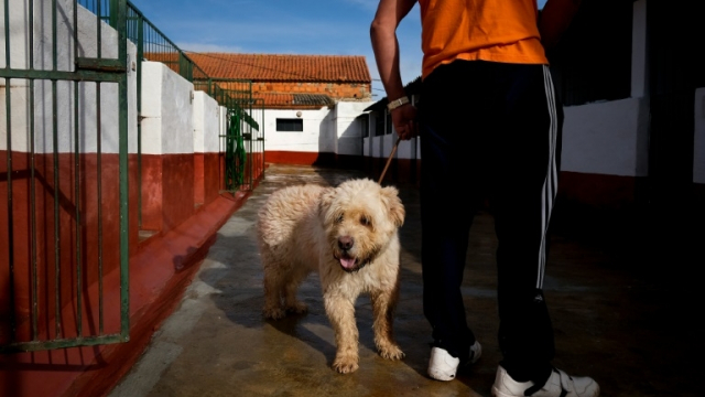 prison chiens portugal prison chiens portugal