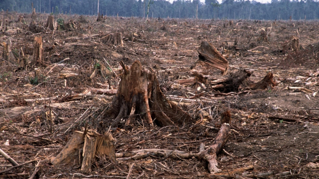 déforestation déforestation