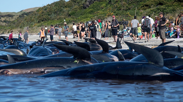 Baleines échouées Baleines échouées