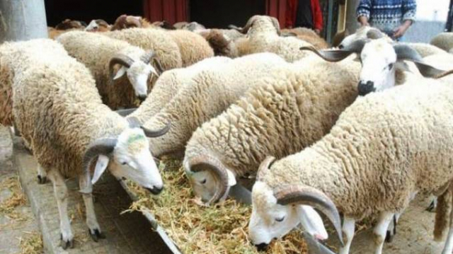 moutons - élevage