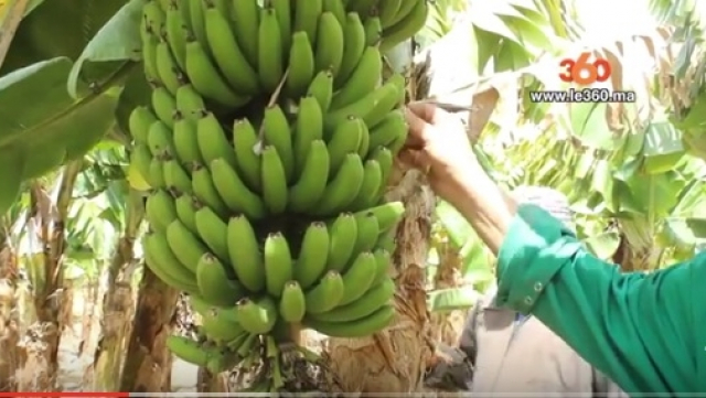 bananes bananes