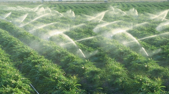 Irrigation agriculture