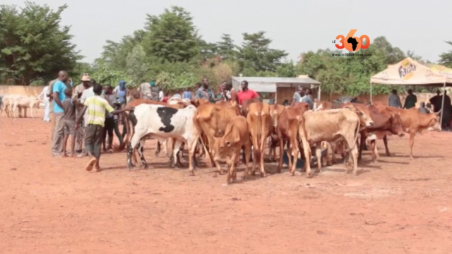 vente de bovins Mali vente de bovins Mali