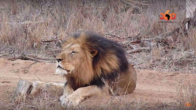 lions d'Afrique du Sud lions d'Afrique du Sud