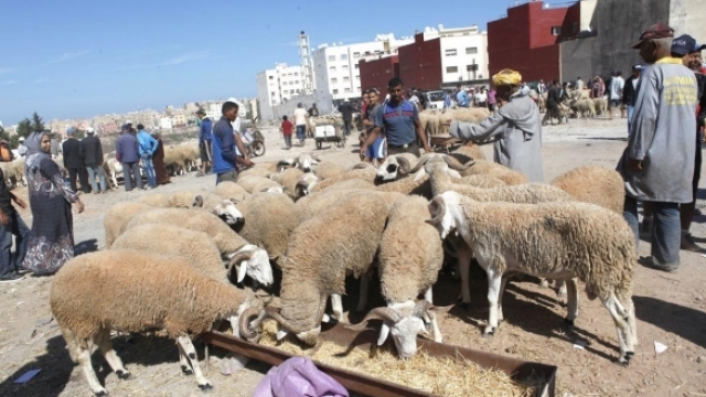 Moutons Aid Al Adha