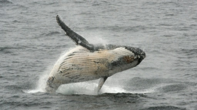 Baleine Baleine