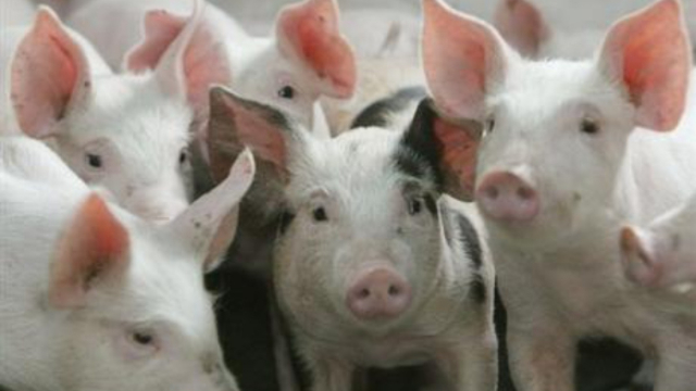 Cochons Cochons
