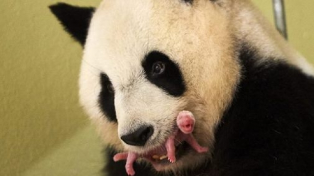 panda panda