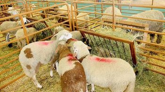 Moutons-infectés