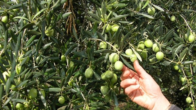 olives olives