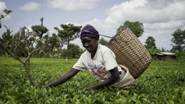agriculture africaine agriculture africaine