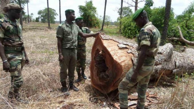 bois de casamance bois de casamance
