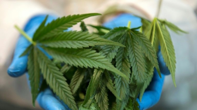 Cannabis feuilles Cannabis feuilles