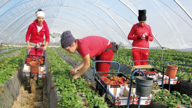 Travailleurs agricoles saisonniers marocains Espagne Travailleurs agricoles saisonniers marocains Espagne