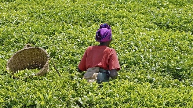Agriculture Afrique Agriculture Afrique