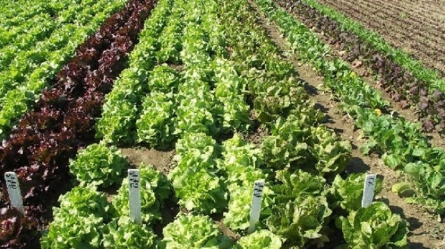 Agriculture Foum El Oued Agriculture Foum El Oued